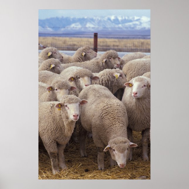Schafe Poster (Vorne)