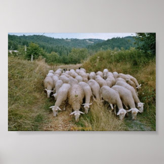 Schafe Poster