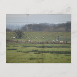 Schafe Postkarte
