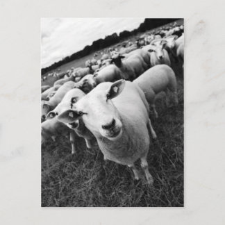 Schafe Postkarte
