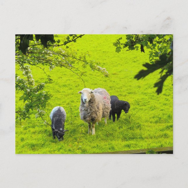 Schafe  postkarte (Vorderseite)