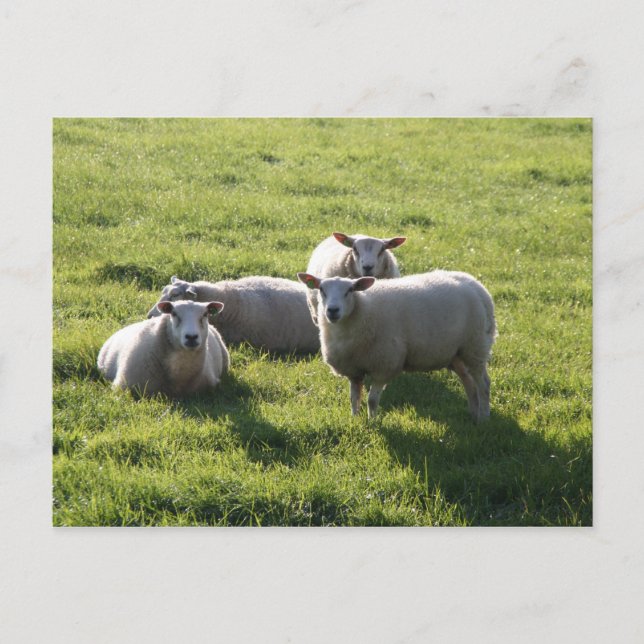 Schafe Postkarte (Vorderseite)