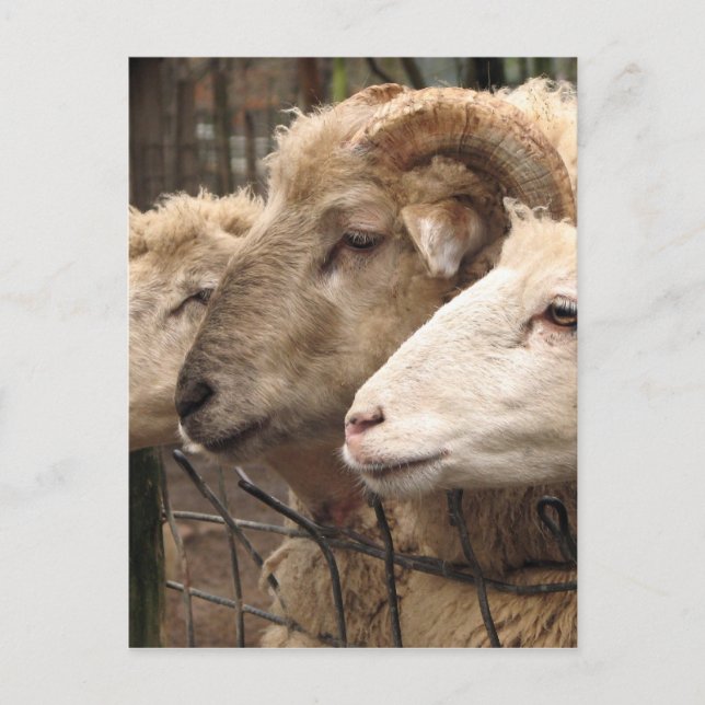 Schafe Postkarte (Vorderseite)