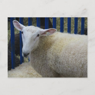 Schafe Postkarte