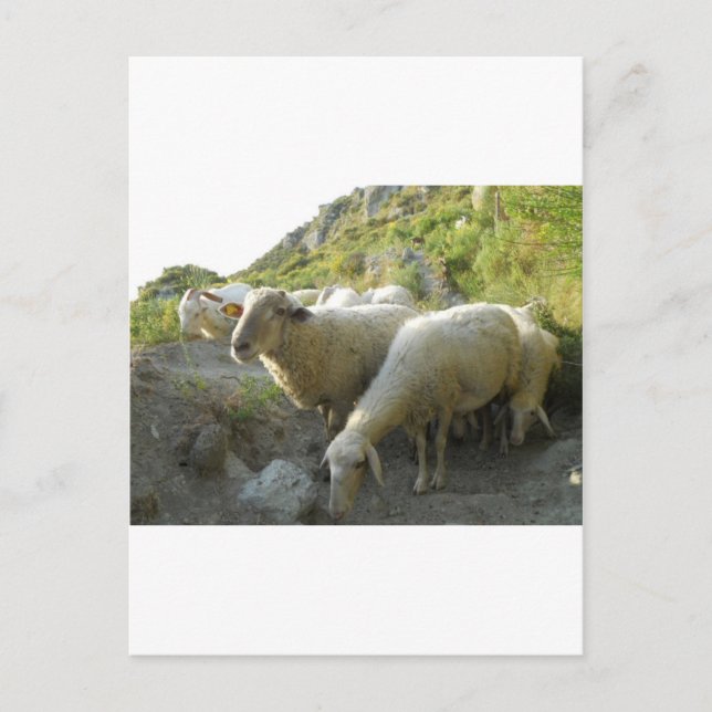 Schafe Postkarte (Vorderseite)