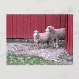 Schafe Postkarte