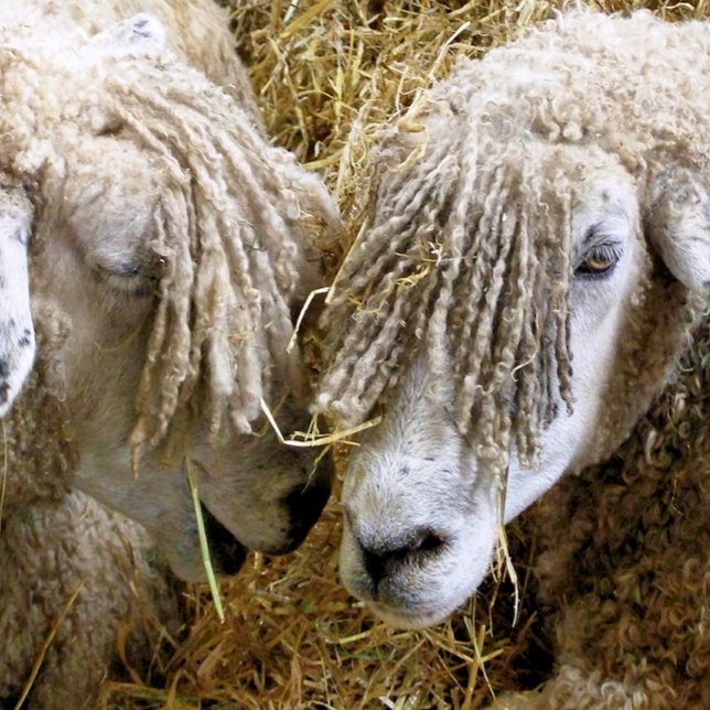 SCHAFE QUADRATISCHER AUFKLEBER (Two beautiful Cotswold sheep captured photographically.)