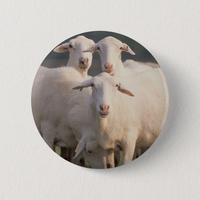Schafe St. Croix Button (Vorderseite)