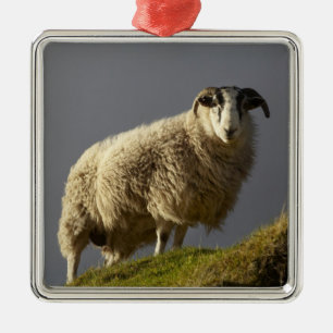 Schafe, Trotternish-Halbinsel, Isle of Skye, Ornament Aus Metall