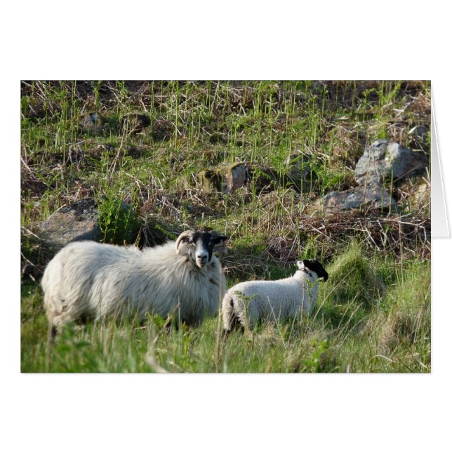 Schafe und Lämmer in Northumberland England (Vorderseite (Horizontal))