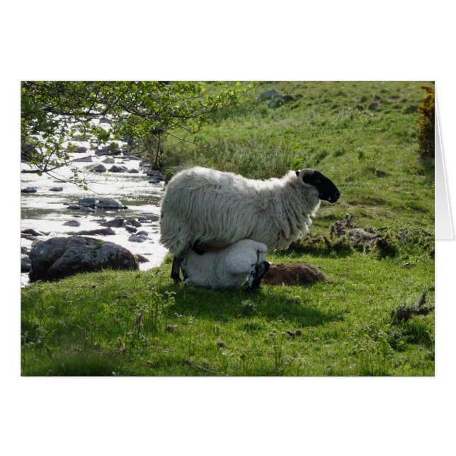 Schafe und Lämmer in Northumberland England (Vorderseite (Horizontal))