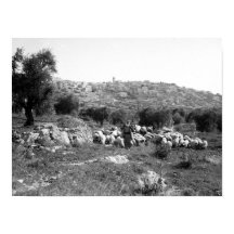 Schafe und Schafe außerhalb von Bethlehem