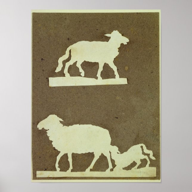 Schafe und Schafe mit Lamm Poster (Vorne)