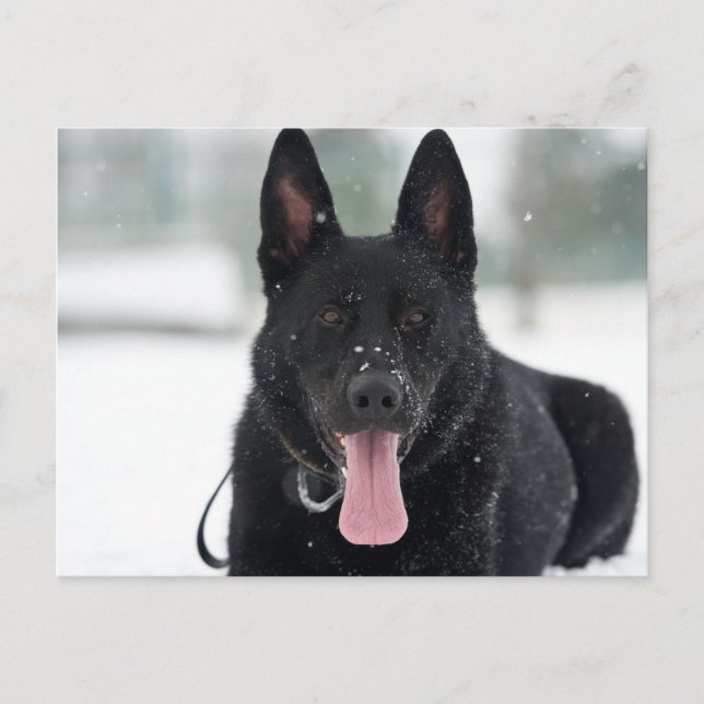 Schäfer schwarz im Schnee Postkarte (Vorderseite)