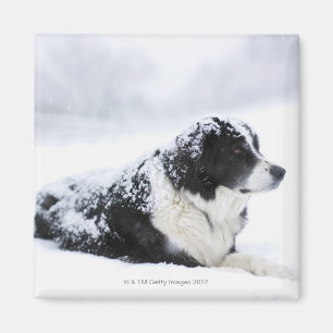 Schäferhund (Akbash/Colliemischung) liegend herau Magnet