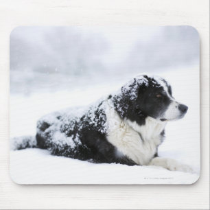 Schäferhund (Akbash/Colliemischung) liegend herau Mousepad