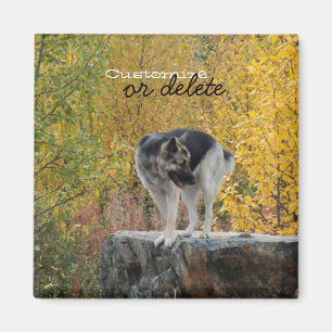 Schäferhund auf einem Felsen; Kundengerecht Magnet