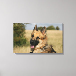 Schäferhund, der heraus Zunge haftet Leinwanddruck