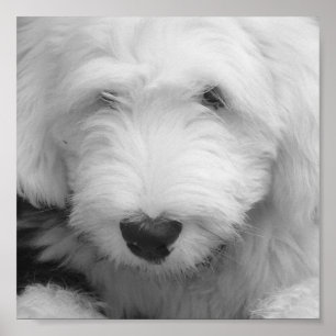 Schäferhund-Foto-Plakat-Druck Poster