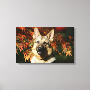 Schäferhund-Herbst-Blätter Leinwanddruck