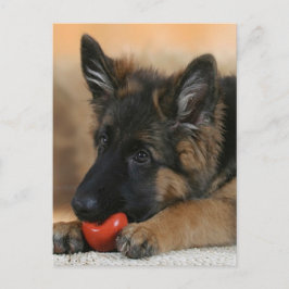 Schäferhund-Hundeentwurf Postkarte