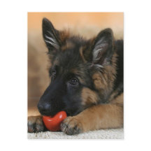 Schäferhund-Hundeentwurf