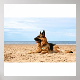 Schäferhund-Hundeplakat Poster