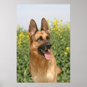 Schäferhund-Hundeplakatdruck Poster