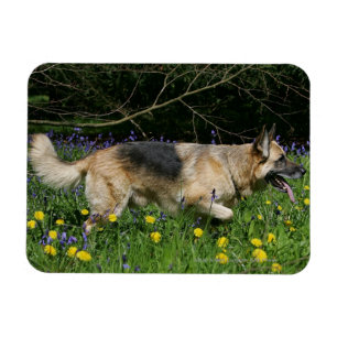 Schäferhund in den gelben Blumen Magnet