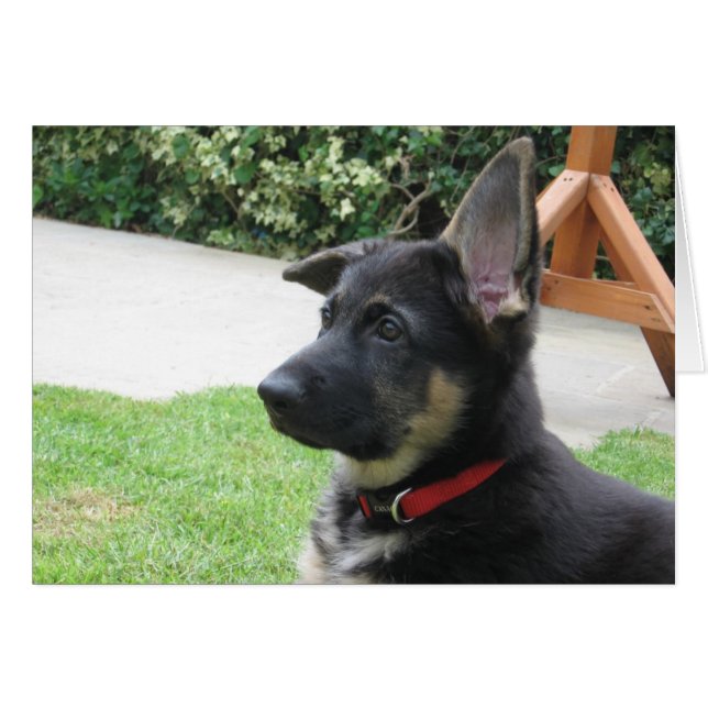 Schäferhund-Karte (Vorderseite (Horizontal))