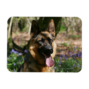 Schäferhund Magnet