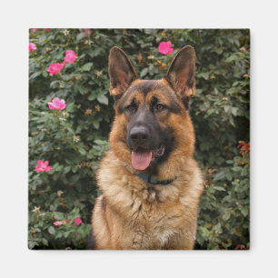 Schäferhund-Magnet Magnet