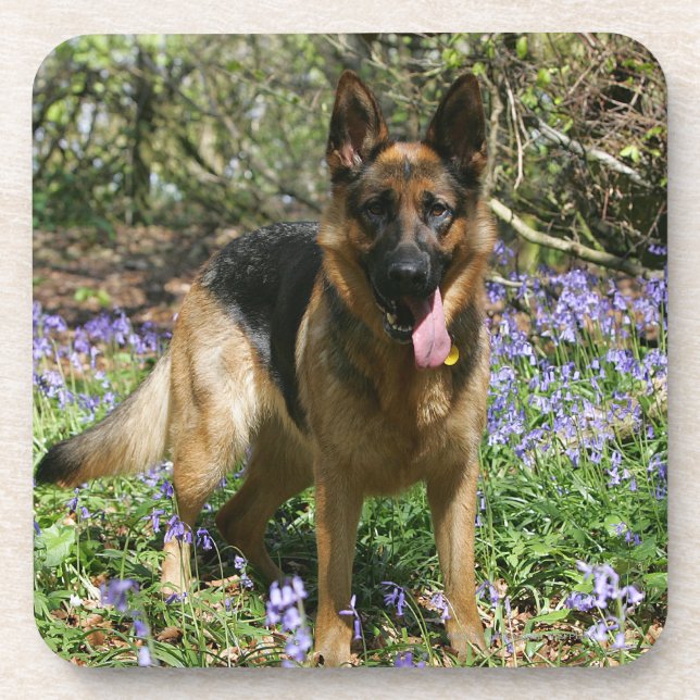 Schäferhund-Niederlegung Getränkeuntersetzer (Vorderseite)