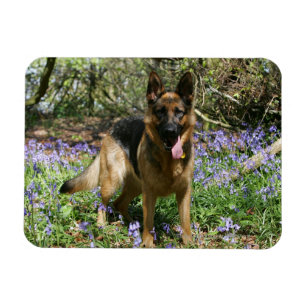 Schäferhund-Niederlegung Magnet
