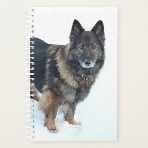 Schäferhund Planer