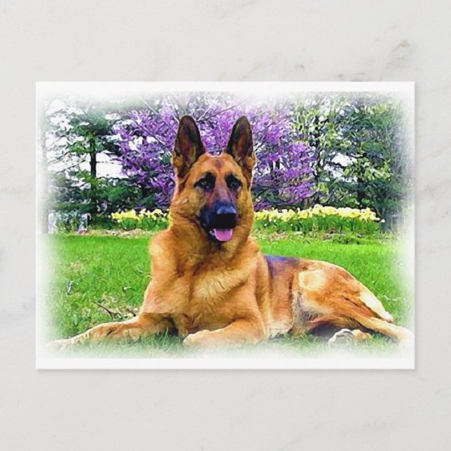 Schäferhund Postkarte (Vorderseite)
