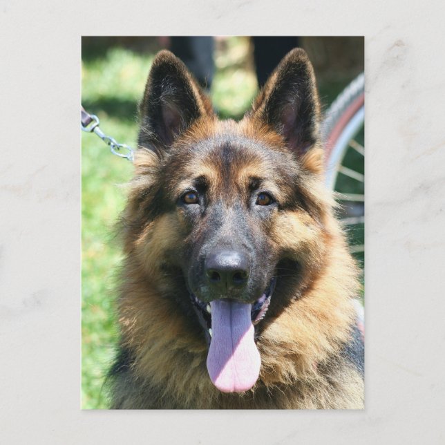 Schäferhund Postkarte (Vorderseite)