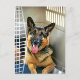 Schäferhund-Postkarte Postkarte