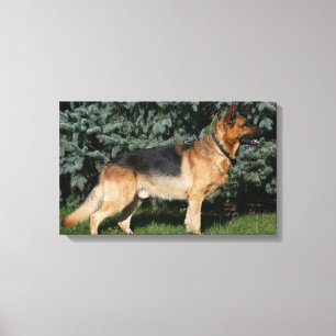 Schäferhund-Show-Stand Leinwanddruck