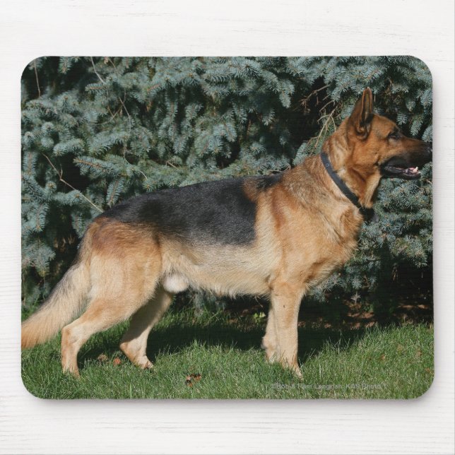 Schäferhund-Show-Stand Mousepad (Vorne)