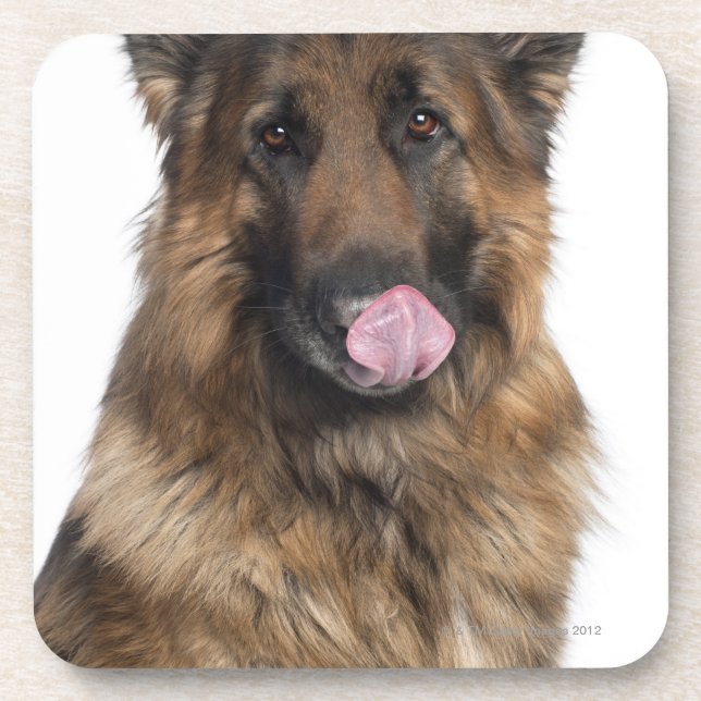 Schäferhund Untersetzer (Vorderseite)