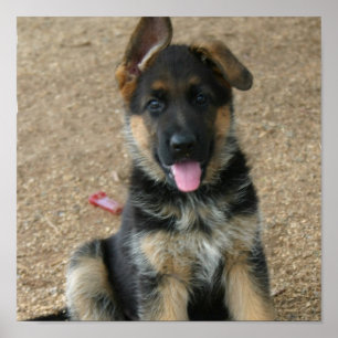 Schäferhund-Welpen-Druck Poster