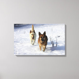 Schäferhunde, die in den Schnee laufen Leinwanddruck
