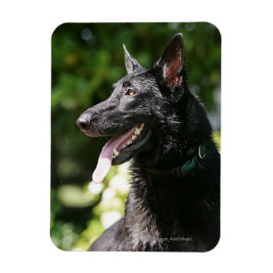 SchäferhundHeadshot 2 Magnet