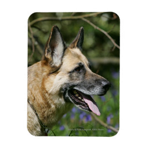 SchäferhundHeadshot 3 Magnet