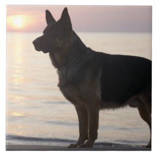 Schäferhundhund auf georgischer Bucht, Ontario, Fliese
