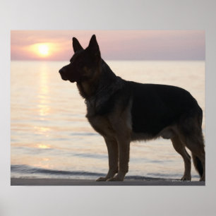 Schäferhundhund auf georgischer Bucht, Ontario, Poster