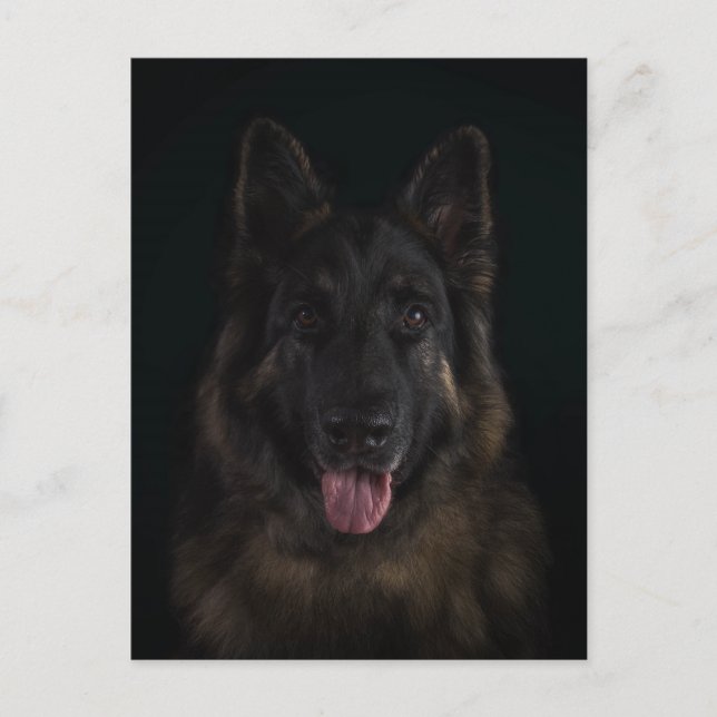 Schäferhundhundeporträt Postkarte (Vorderseite)