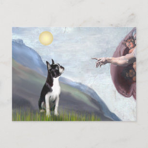 Schaffung des Boston Terrier (#3) Postkarte