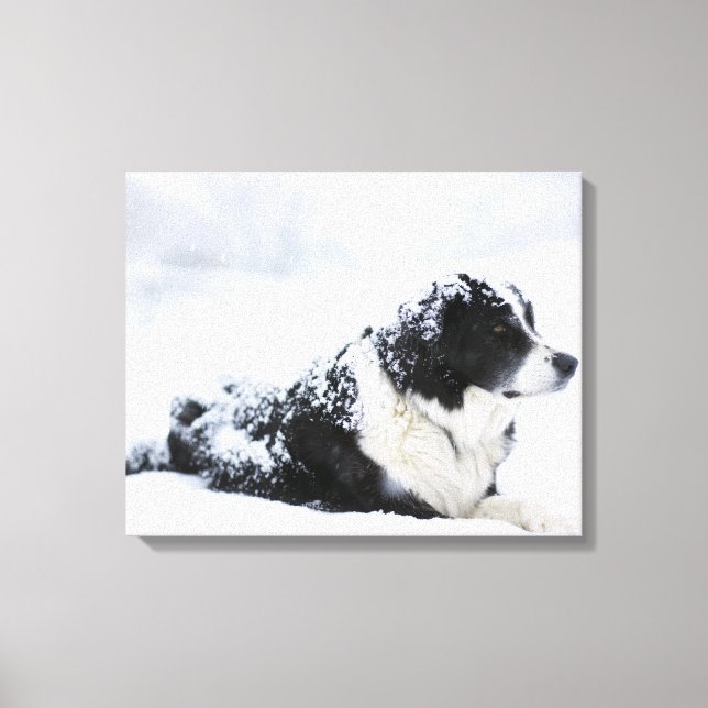 Schafhund (Akbash/Collie-Mix), der während der Leinwanddruck (Vorderseite)